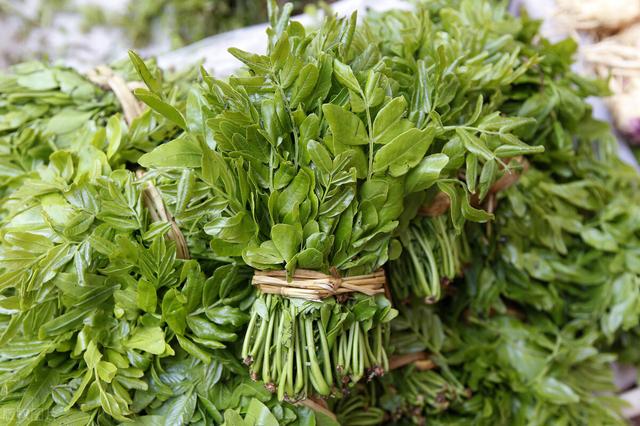 農(nóng)村100種野菜圖片（農(nóng)村100種野菜圖片及名稱）