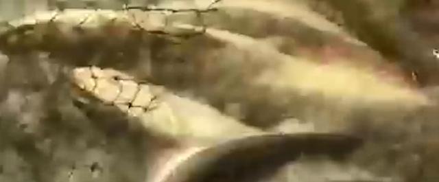 閑魚魚塘在哪里找（2021閑魚魚塘在哪里找）