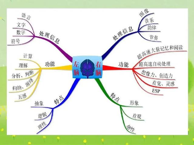 1歲如何開發(fā)右腦最好方法（青少年如何開發(fā)右腦最好方法）"