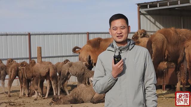 正宗的駱駝奶多少錢一斤（正宗駱駝奶多少錢一箱）