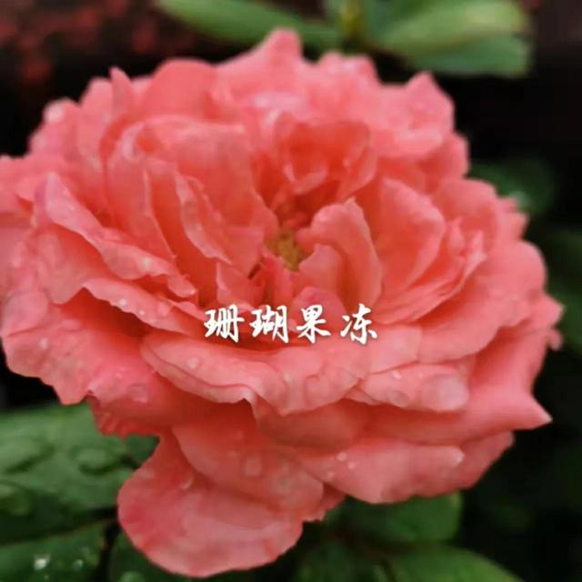 經(jīng)常發(fā)花草朋友圈的女生，朋友圈愛發(fā)花花草草的女人？
