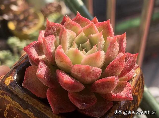 田螺姑娘是個(gè)什么梗（田螺姑娘是什么意思 海螺姑娘是什么梗）