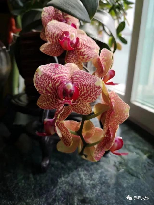 種花發(fā)朋友圈短句，花的圖片發(fā)朋友圈說說？