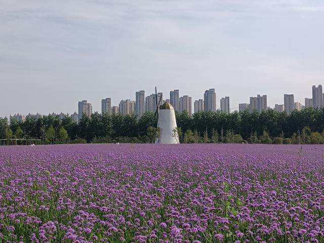 高清薰衣草視頻素材，高清薰衣草視頻大全？