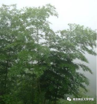 貝葉斯網(wǎng)絡(luò)模型在旅游大數(shù)據(jù)分析中的應(yīng)用（貝葉斯網(wǎng)絡(luò)模型構(gòu)建流程）