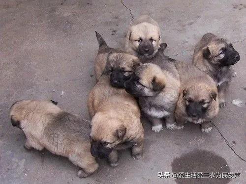 適合窮人的創(chuàng)業(yè)項目養(yǎng)殖（養(yǎng)殖什么投資少又掙錢）