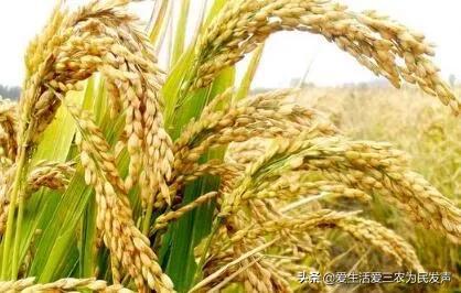 政府補(bǔ)貼項(xiàng)目查詢2020，政府補(bǔ)貼項(xiàng)目查詢2020情況？