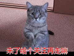 狗突然離世是擋災(zāi)（狗狗突然暴斃,死得很慘,是為主人擋災(zāi)嗎_）
