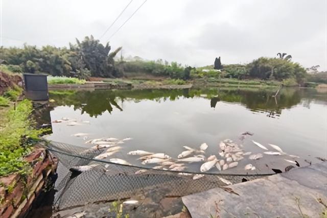 承包魚塘養(yǎng)魚賺錢嗎知乎，承包魚塘養(yǎng)魚賺錢嗎知乎全文？