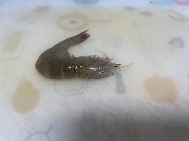 蝦仁粉絲蒜蓉做法大全圖解視頻，蝦仁粉絲蒜蓉做法大全圖解圖片？