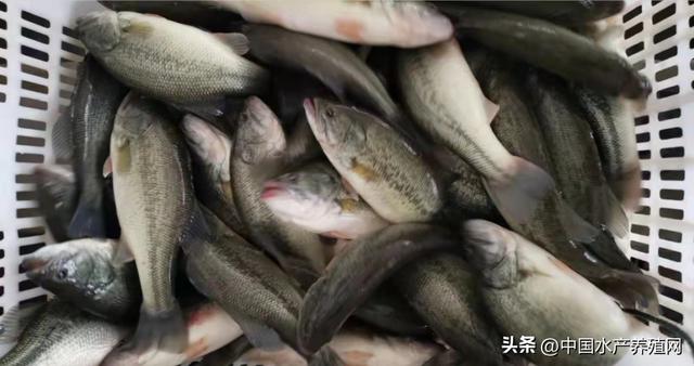 養(yǎng)殖黃骨魚掙錢嗎，黃骨魚養(yǎng)殖利潤？