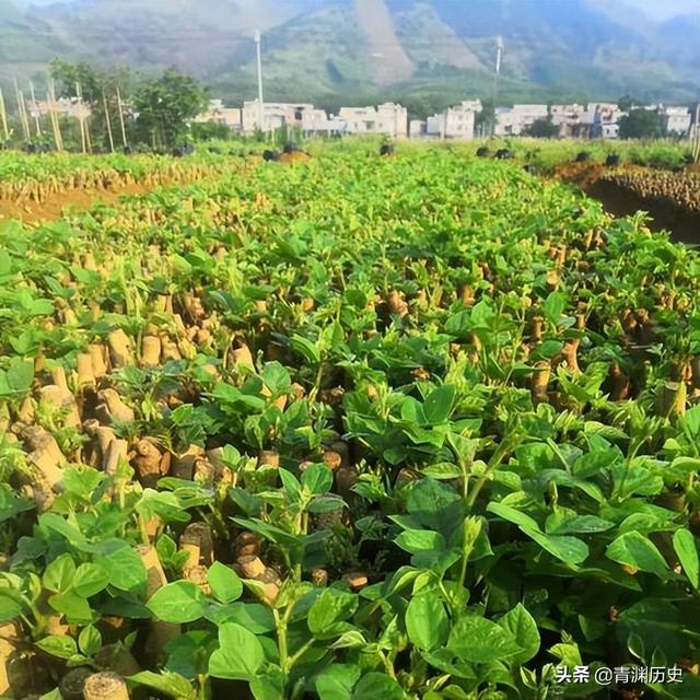 走投無路了找快速賺錢路子2020（走投無路了怎么快速賺錢）