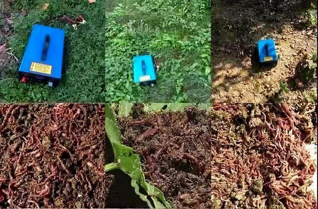 網(wǎng)上賣抓蚯蚓是騙局嗎，抓捕蚯蚓能賺錢不？