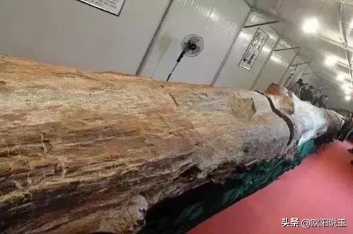 樹化石價格及圖片（樹化石值多少錢一個）