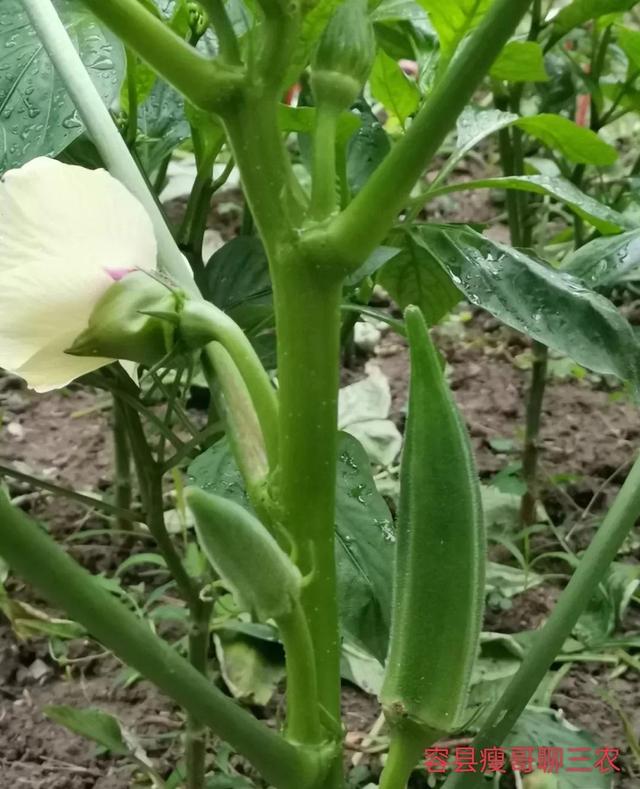 秋葵怎樣種植和管理視頻（秋葵的種植方法和管理）