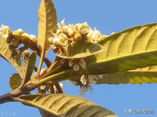 贊美枇杷發(fā)朋友圈簡(jiǎn)短文字怎么說(shuō)，發(fā)朋友圈枇杷的優(yōu)美句子？