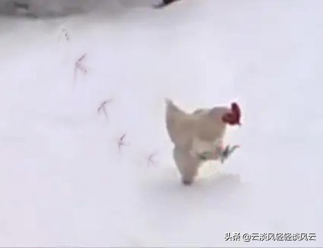 尚可詩牌子怎么樣 健康嗎（尚可詩是品牌嗎）
