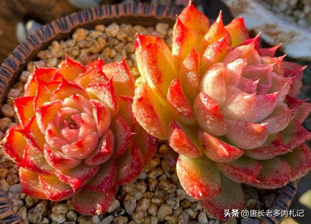 田螺姑娘是個(gè)什么梗（田螺姑娘是什么意思 海螺姑娘是什么梗）