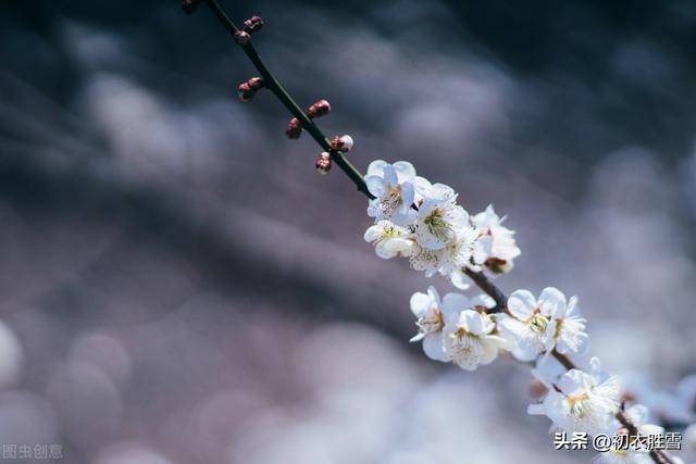 發(fā)朋友圈野花的句子傷感說(shuō)說(shuō)，野花發(fā)朋友圈說(shuō)說(shuō)？