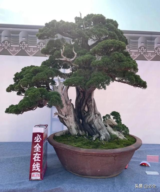 小葉黃楊樹(shù)苗價(jià)格（大葉黃楊樹(shù)苗多少錢一棵）