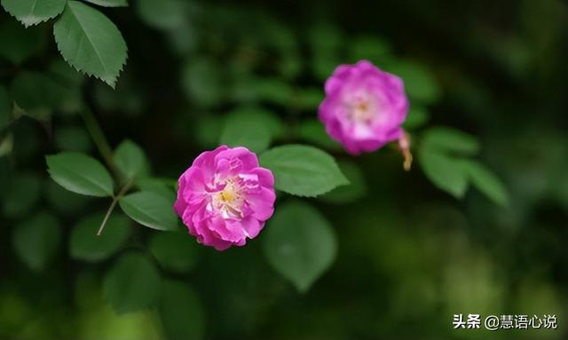 薔薇朋友圈配文簡短，薔薇朋友圈配文簡短文案？