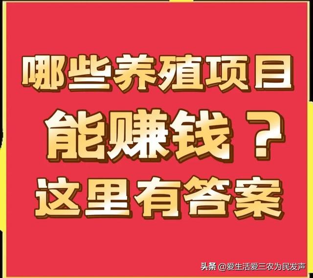 適合窮人的創(chuàng)業(yè)項目養(yǎng)殖（養(yǎng)殖什么投資少又掙錢）