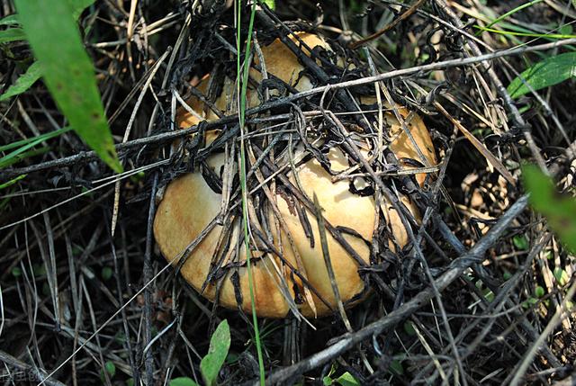 農(nóng)村100種野菜圖片（農(nóng)村100種野菜圖片及名稱）