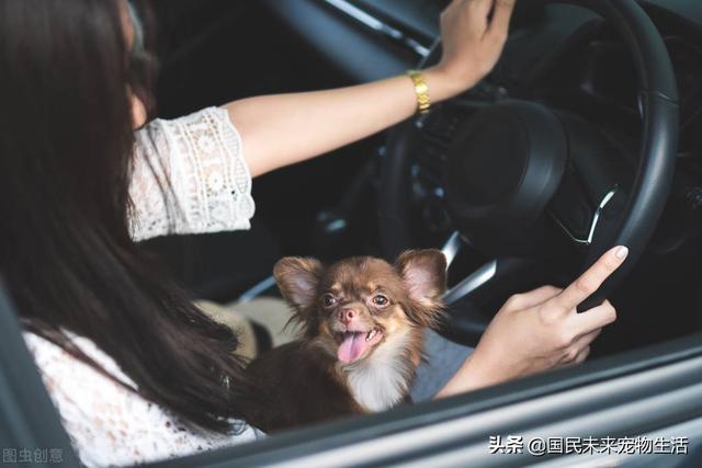 火車(chē)寵物托運(yùn)的價(jià)格表（動(dòng)車(chē)寵物托運(yùn)價(jià)格查詢）
