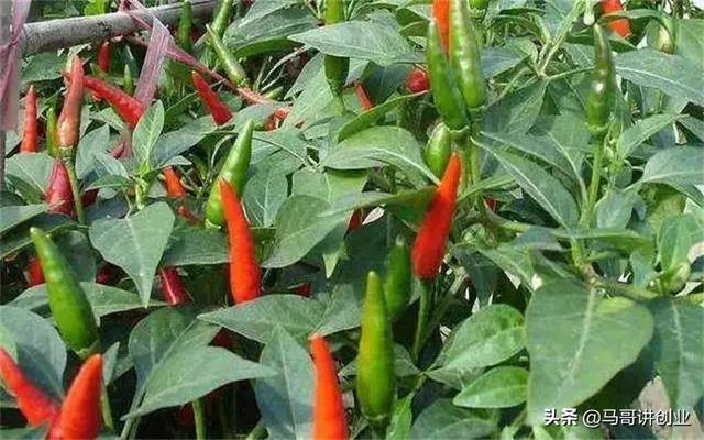 現(xiàn)在做什么生意賺錢投資小利潤(rùn)大村里（縣城適合做什么生意投資小回報(bào)快呀）