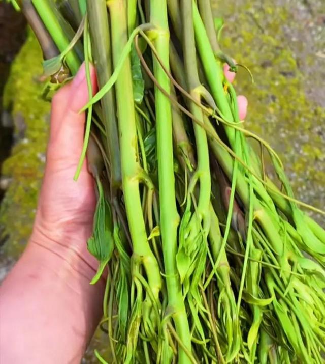 農(nóng)村100種野菜圖片（農(nóng)村100種野菜圖片及名稱）