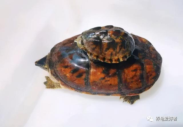 豬鼻龜為什么禁止銷售之前買的還能養(yǎng)嗎，豬鼻龜現(xiàn)在不讓賣了嗎？