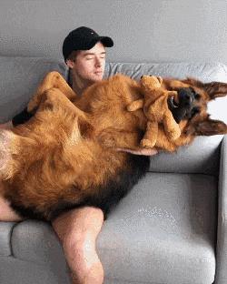 家養(yǎng)馬犬的好處（養(yǎng)馬犬好不好）