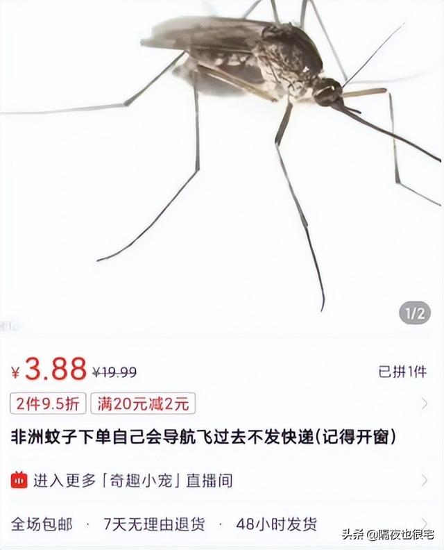 拼多多客服怎么申請(qǐng)?jiān)诩夷茏鰡幔ㄆ炊喽嘣诩铱头趺磻?yīng)聘）