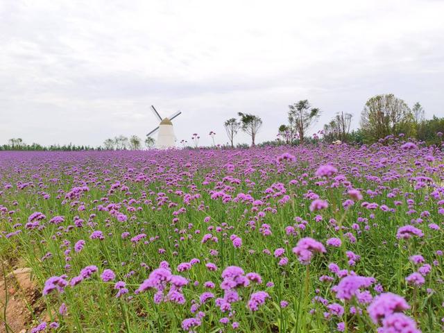 高清薰衣草視頻素材，高清薰衣草視頻大全？