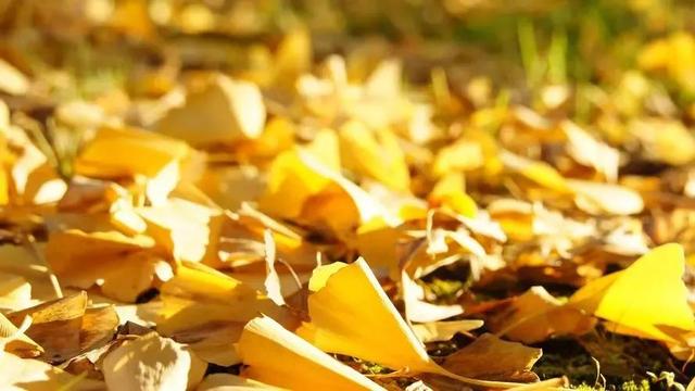 女生發(fā)花朋友圈怎么說，女生發(fā)花朋友圈怎么說話？