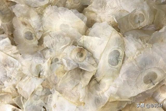 金蟬花多少錢一斤（新鮮金蟬花多少錢一斤）