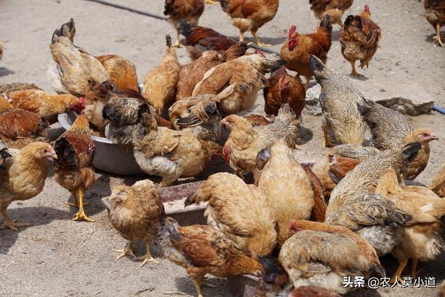 養(yǎng)雞能賺多少，養(yǎng)雞賺錢嗎_？