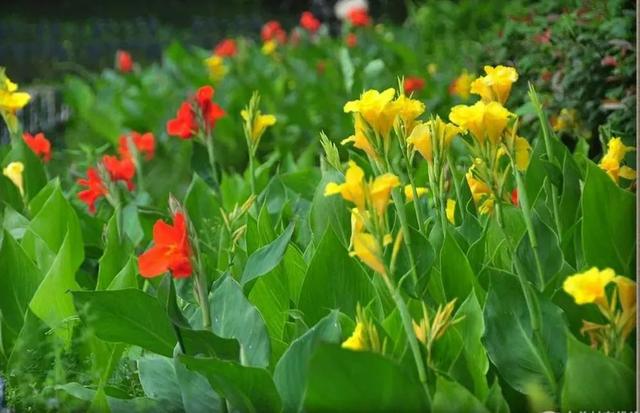 經(jīng)常發(fā)花草朋友圈的女生，朋友圈愛發(fā)花花草草的女人？