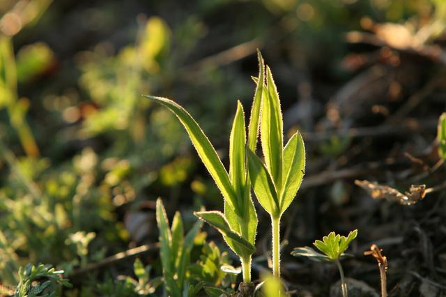 農(nóng)村100種野菜圖片（農(nóng)村100種野菜圖片及名稱）