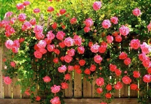 經(jīng)常發(fā)花草朋友圈的女生，朋友圈愛發(fā)花花草草的女人？