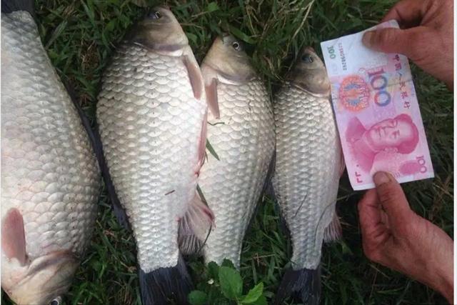 承包魚塘養(yǎng)魚賺錢嗎知乎，承包魚塘養(yǎng)魚賺錢嗎知乎全文？