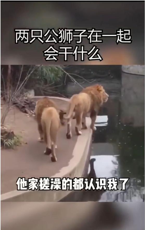 抖音如何配音說話和字幕，抖音如何配音說話和字幕同步？