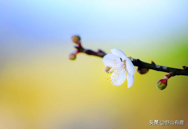 桃花劫是情劫嗎，桃花劫要擋,桃花債要還？