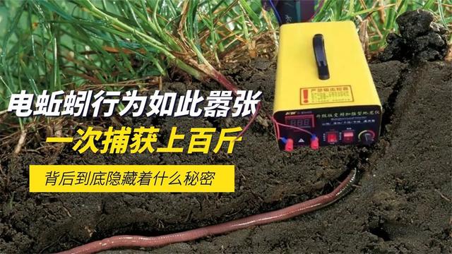 網(wǎng)上賣抓蚯蚓是騙局嗎，抓捕蚯蚓能賺錢不？
