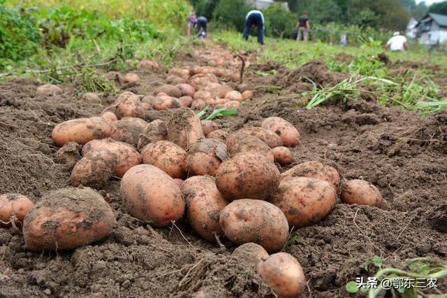市場上土豆多少錢一斤（今年土豆價格多少錢一斤）