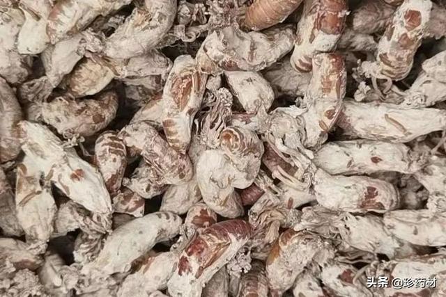 金蟬花多少錢一斤（新鮮金蟬花多少錢一斤）