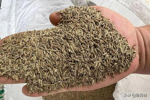 金蟬花多少錢一斤（新鮮金蟬花多少錢一斤）