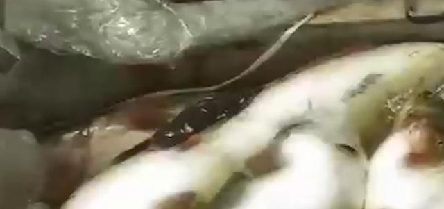 閑魚魚塘在哪里找（2021閑魚魚塘在哪里找）