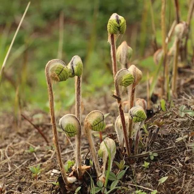 農(nóng)村100種野菜圖片（農(nóng)村100種野菜圖片及名稱）