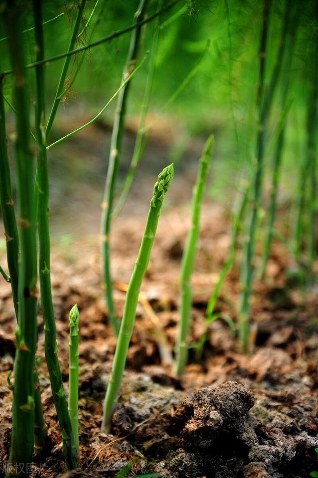 農(nóng)村100種野菜圖片（農(nóng)村100種野菜圖片及名稱）